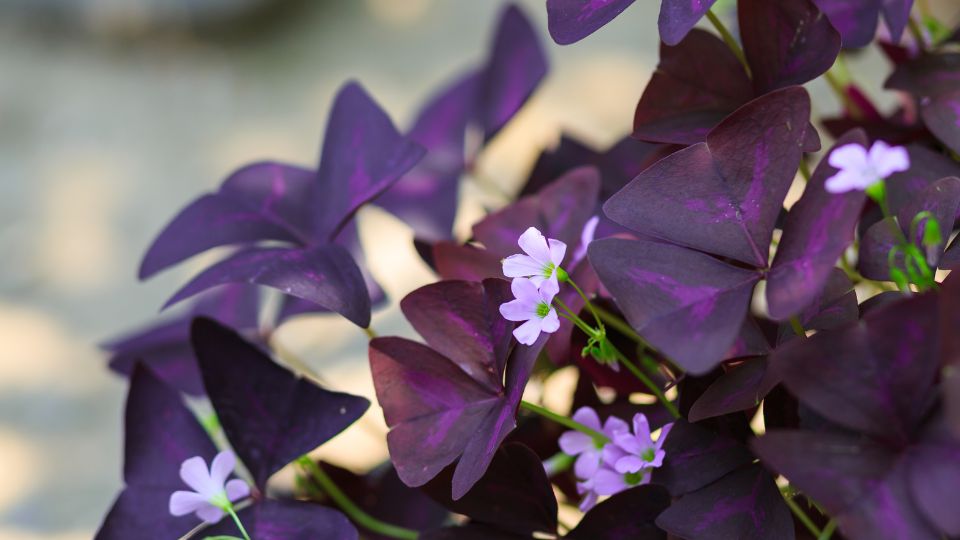 haromszogletu madarsoska Oxalis triangularis 2