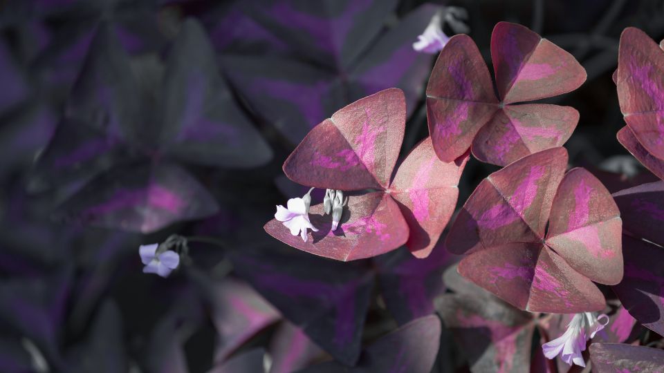 haromszogletu madarsoska Oxalis triangularis 3