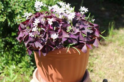 haromszogletu madarsoska Oxalis triangularis