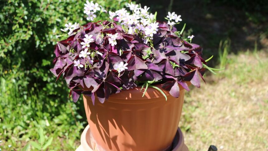 haromszogletu madarsoska Oxalis triangularis