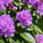 havasszepe vagy rododendron Rhododendron