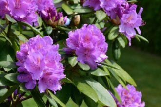 Gyönyörű havasszépe virágok, lila színben, zöld levelek között.