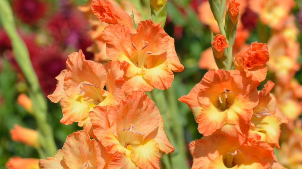 kardvirag Gladiolus 1