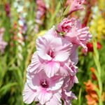 kardvirag Gladiolus