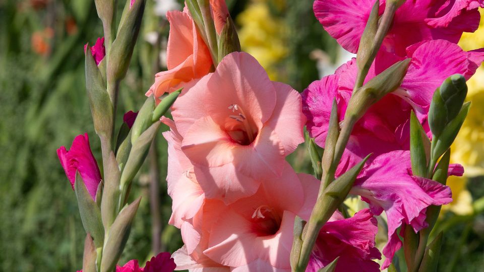kardvirag Gladiolus 2