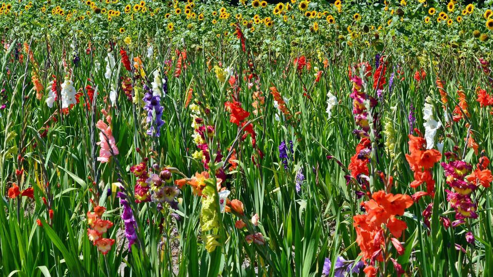 kardvirag Gladiolus 3