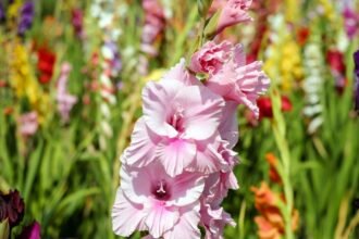 Egy gyönyörű rózsaszín kardvirág a háttérben színes virágokkal.