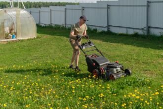 Egy férfi fűnyírót használ a zöld fűben, körülötte sárga pitypangokkal, a háttérben fóliasátor látható.