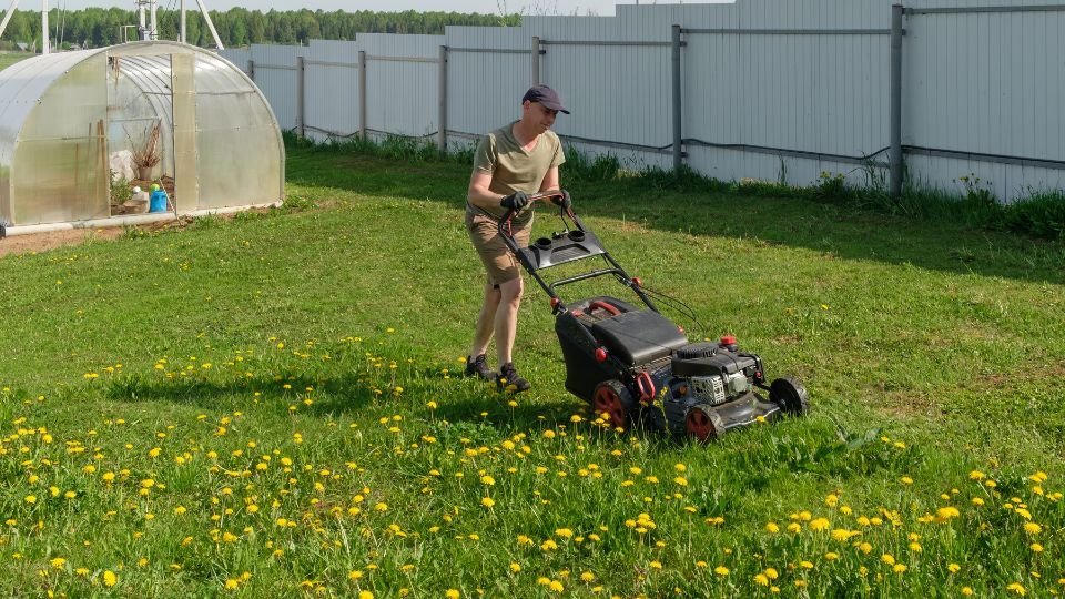 Egy férfi fűnyírót használ a zöld fűben, körülötte sárga pitypangokkal, a háttérben fóliasátor látható.
