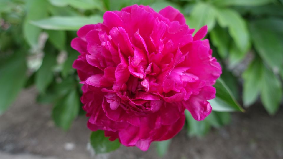 punkosdi rozsa Paeonia officinalis 1