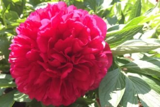 A pünkösdi rózsa gazdag vörös színű, dús virágzattal és zöld levelekkel.