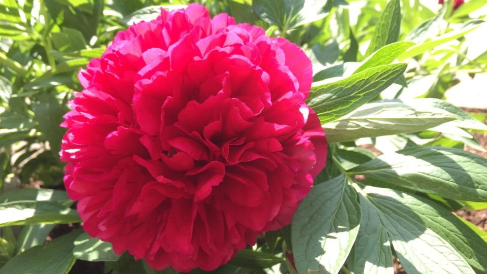 A pünkösdi rózsa gazdag vörös színű, dús virágzattal és zöld levelekkel.