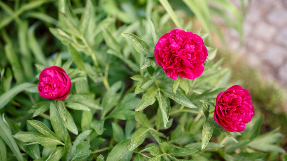 punkosdi rozsa Paeonia officinalis 3