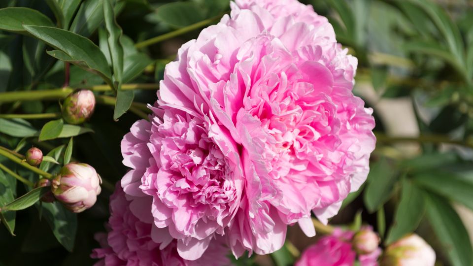 punkosdi rozsa Paeonia officinalis 4