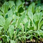 spenot vagy paraj Spinacia oleracea