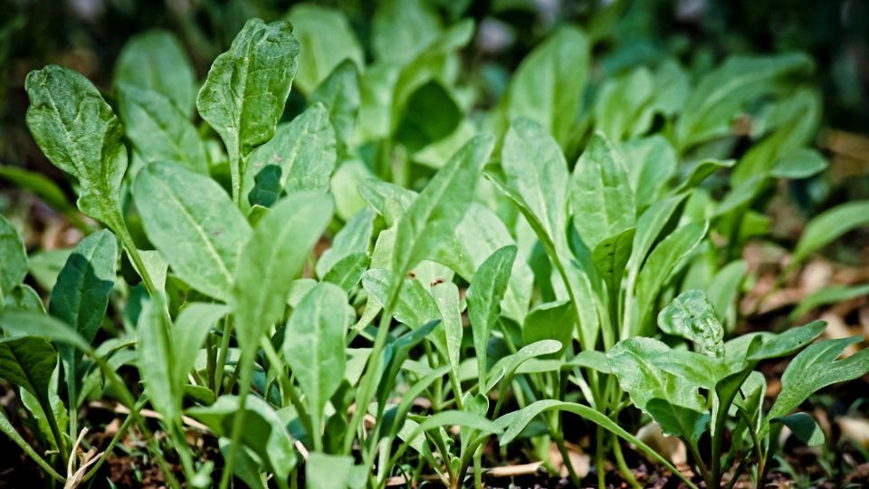 Friss, zöld spenót levelek növekednek egy kertben, egészséges és tápláló növények.