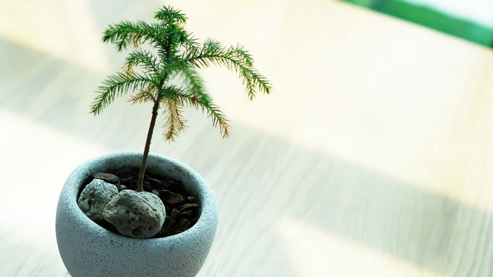 Egy szobafenyő ültetvény egy modern cserépben, világos környezetben.