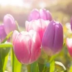 Színes tulipánok virágzanak a napfényben, üde zöld levelekkel körülvéve.