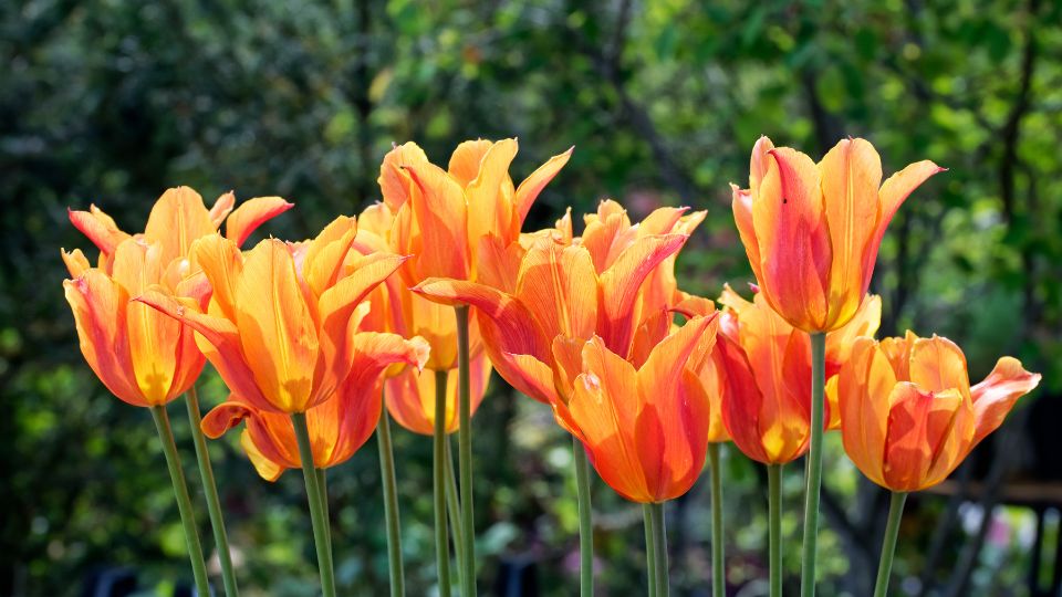 ultetni a tulipanokat 2