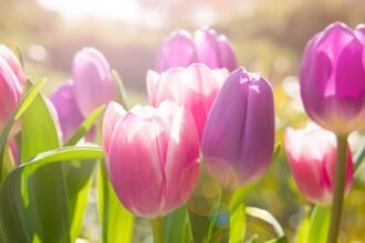 Színes tulipánok virágzanak a napfényben, üde zöld levelekkel körülvéve.