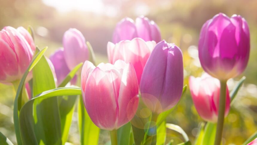 ultetni a tulipanokat