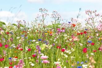 Színes virágokkal teli rét, mely az évszak szépségét idézi.