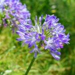 Afrikai Szerelemvirag Agapanthus