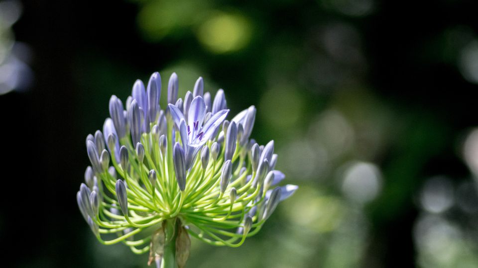 Afrikai Szerelemvirag Agapanthus 3