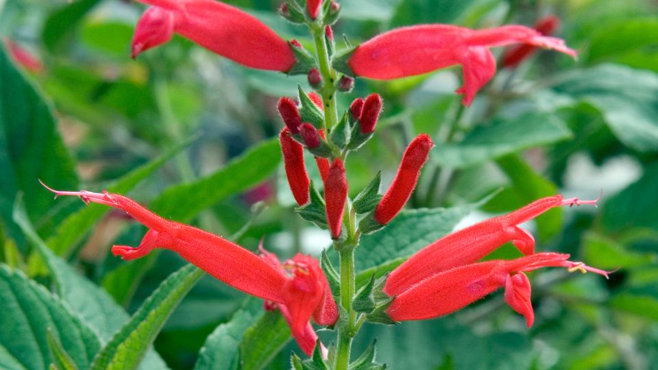 Ananaszzsalya Salvia elegans 1