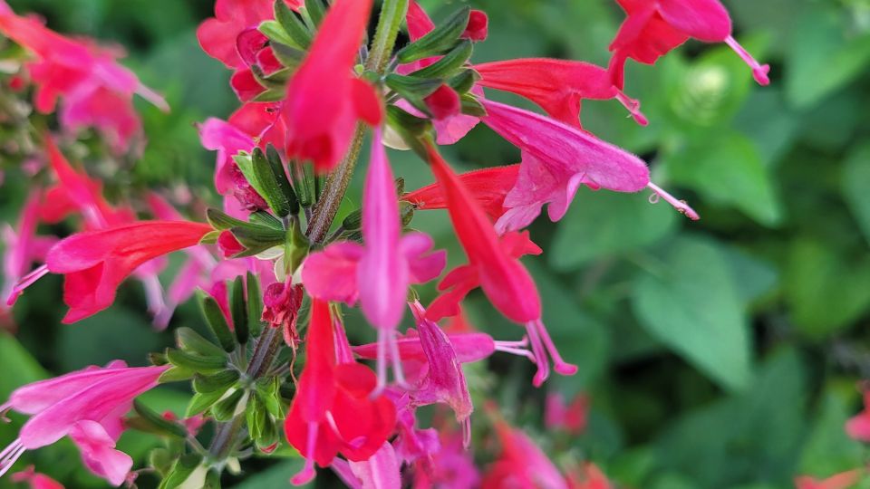 Ananaszzsalya Salvia elegans 2