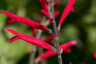Az ananászzsálya élénk piros virágai a zöld levelek között pompáznak.