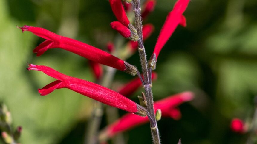 Ananaszzsalya Salvia elegans
