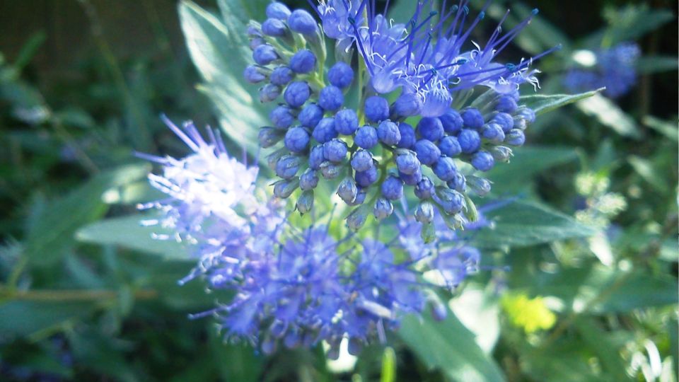 Angol kékszakáll (Caryopteris x clandonensis)