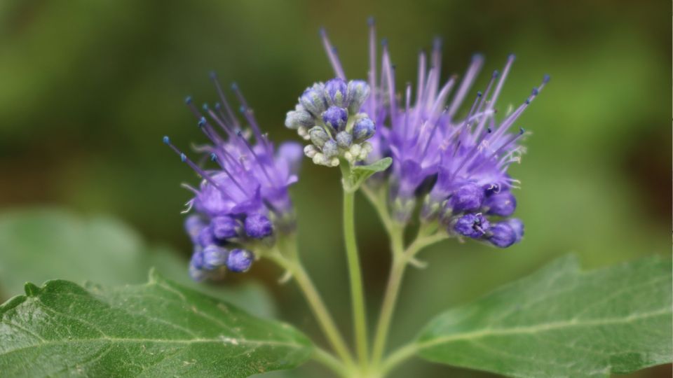 Angol kékszakáll (Caryopteris x clandonensis)
