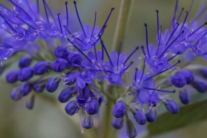 Angol kékszakáll (Caryopteris x clandonensis)