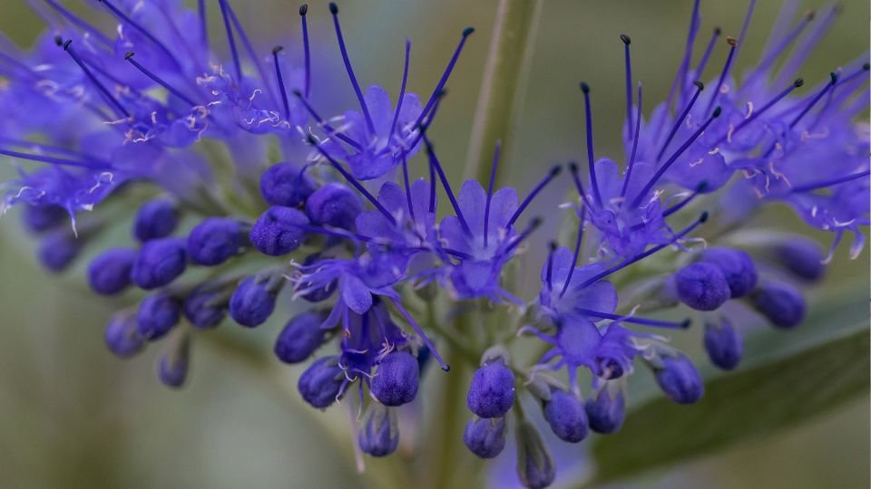 Az Angol Kékszakáll virágai élénk kék színben pompáznak, gyönyörű részletekkel.
