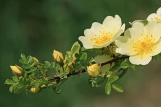 Egy ágon virágzó aranyló rózsák és bimbók, zöld háttér előtt.