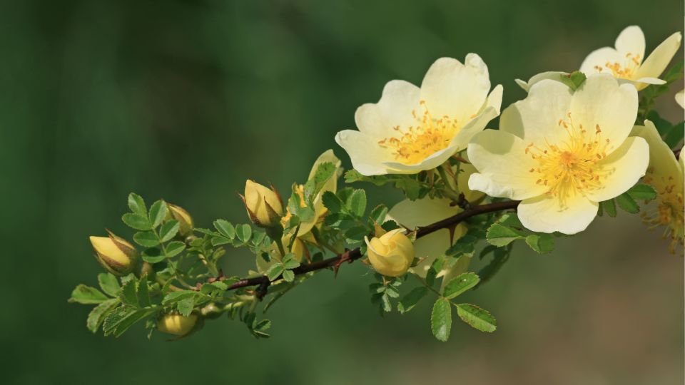 Egy ágon virágzó aranyló rózsák és bimbók, zöld háttér előtt.