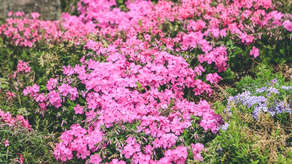 Arlevelu Langvirag Phlox subulata 1