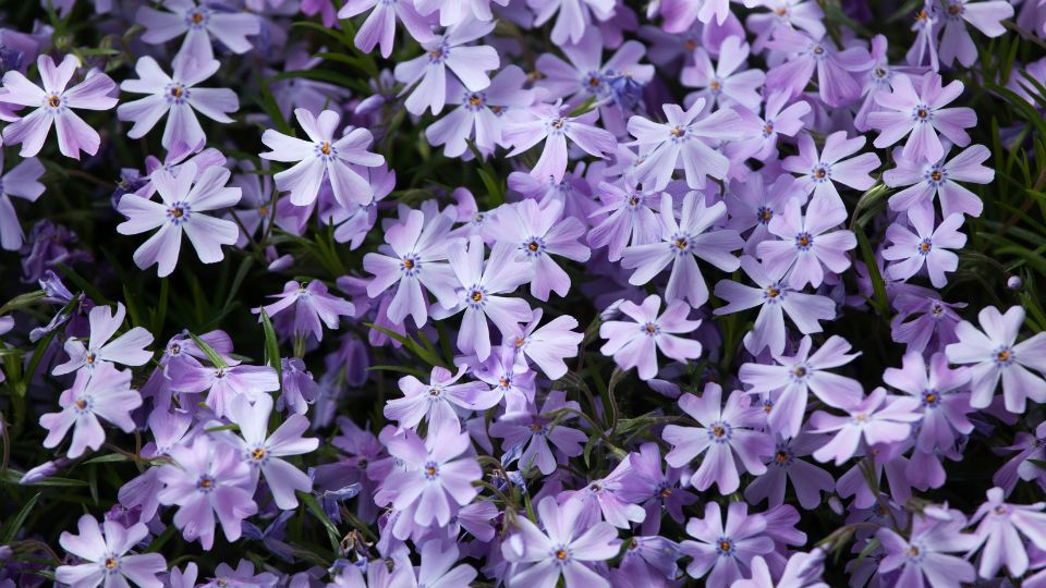 Arlevelu Langvirag Phlox subulata 2
