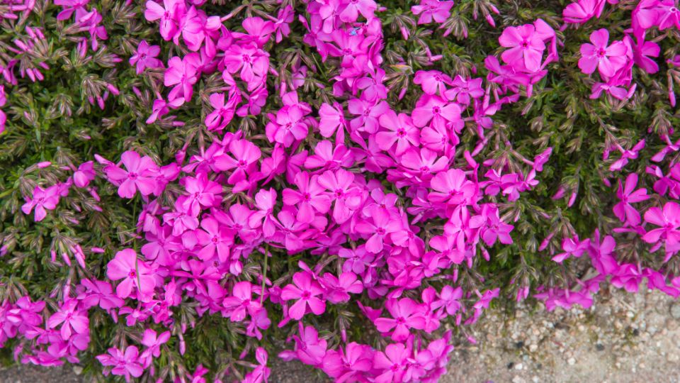 Arlevelu Langvirag Phlox subulata 3