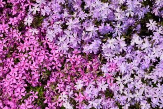 Színes árlevelű lángvirágok, rózsaszín és lila árnyalatokban virágoznak egy gyönyörű kertben.