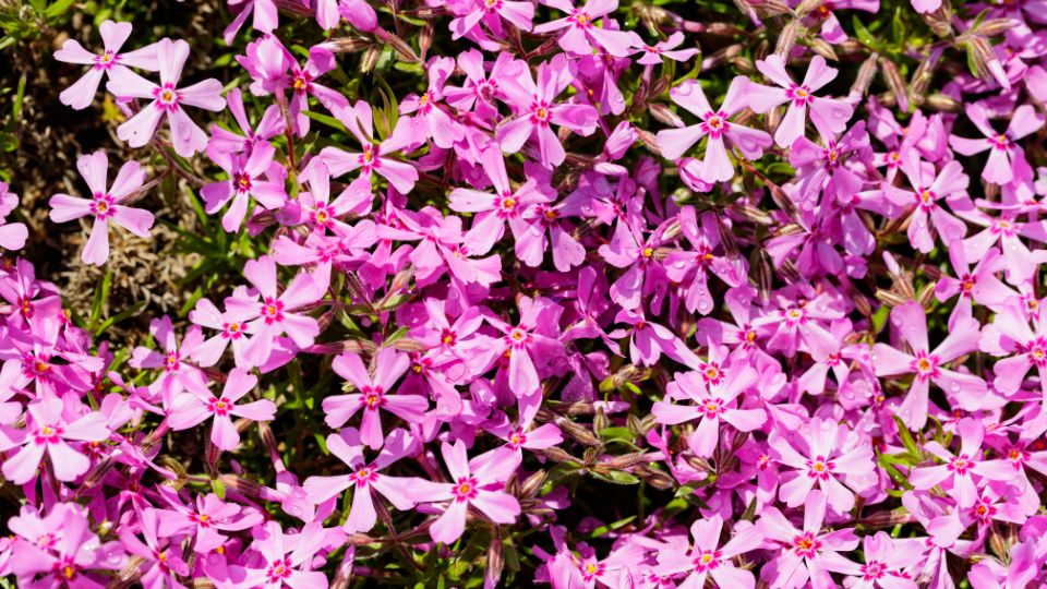 Arlevelu Langvirag Phlox subulata 4