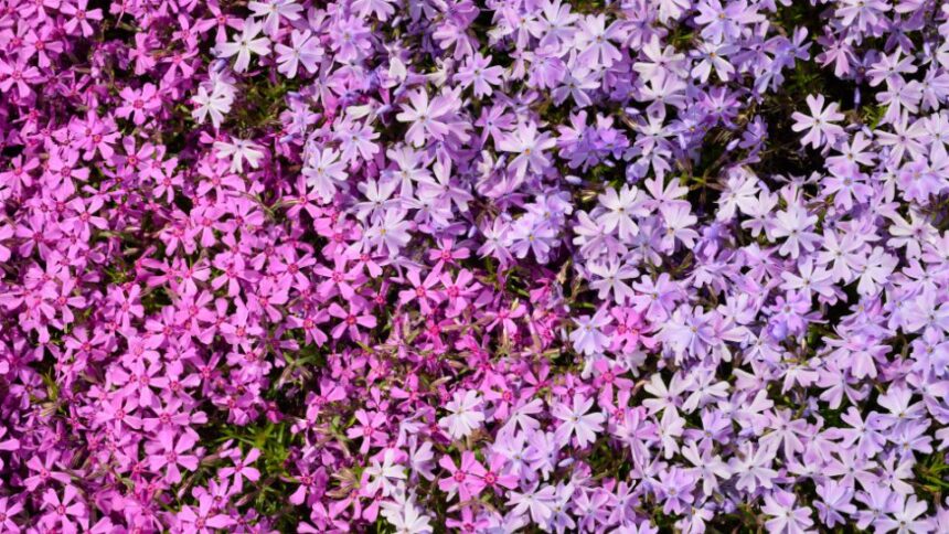 Arlevelu Langvirag Phlox subulata