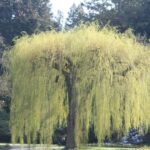 Babiloni Fuz Salix babylonica 1
