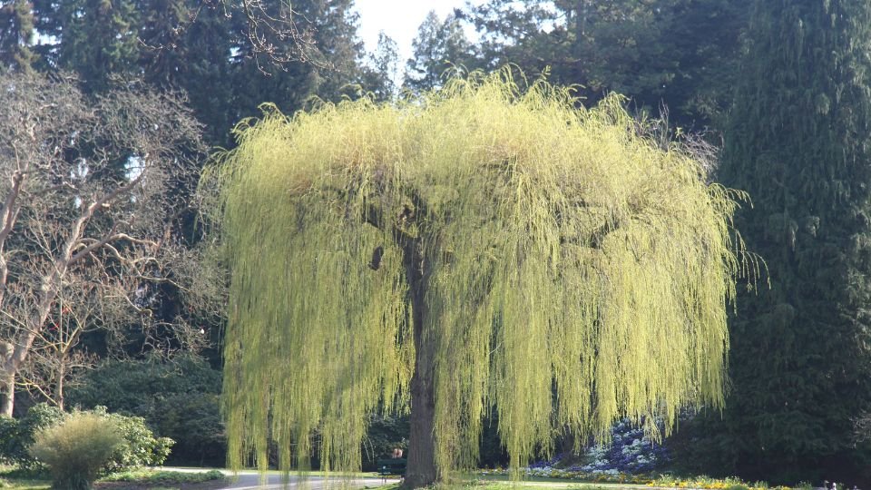 Egy gyönyörű Babiloni Fűz, zöld levelekkel borítva, a napfényben ragyog.