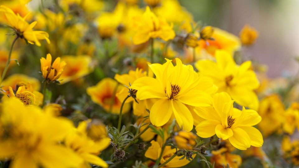 Balkon Aranya Bidens ferulifolia 1