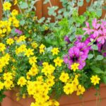 Balkon Aranya Bidens ferulifolia