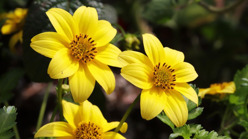 Balkon Aranya Bidens ferulifolia 2