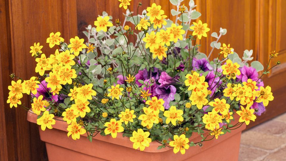 Balkon Aranya Bidens ferulifolia 3